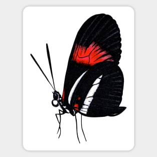 Postman butterfly Magnet